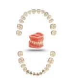 A3 Tooth Replacement