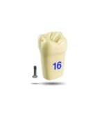 A3 Tooth Replacement - Image 2