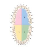 A3 Tooth Replacement - Image 3